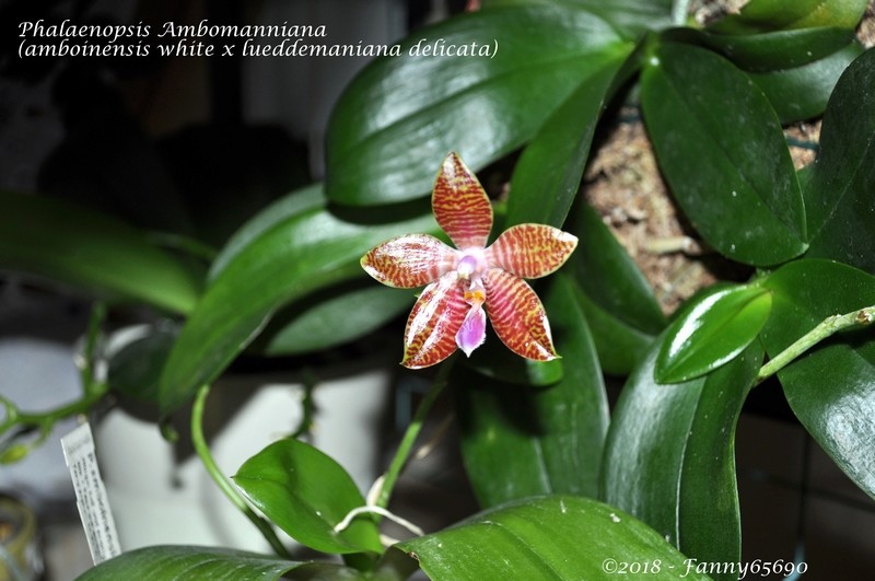 Phalaenopsis Ambomanniana Dsc_0050