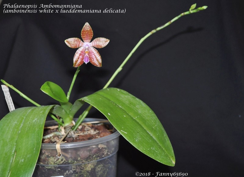 Phalaenopsis Ambomanniana Dsc_0051