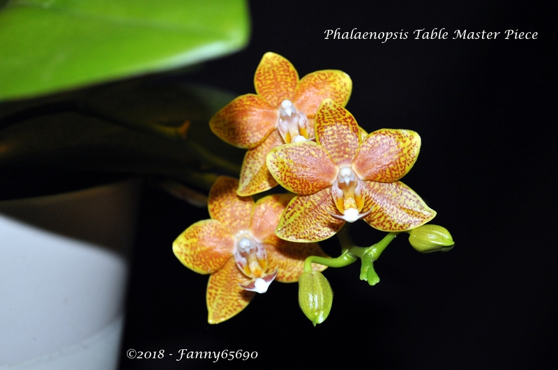 Phalaenopsis Table Master Piece Dsc_0059