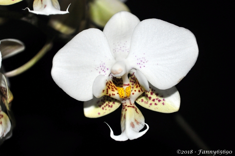 Phalaenopsis hybride .....  Dsc_0062