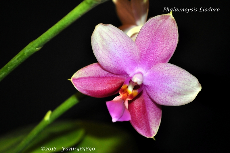 Phalaenopsis Liodoro Dsc_0065