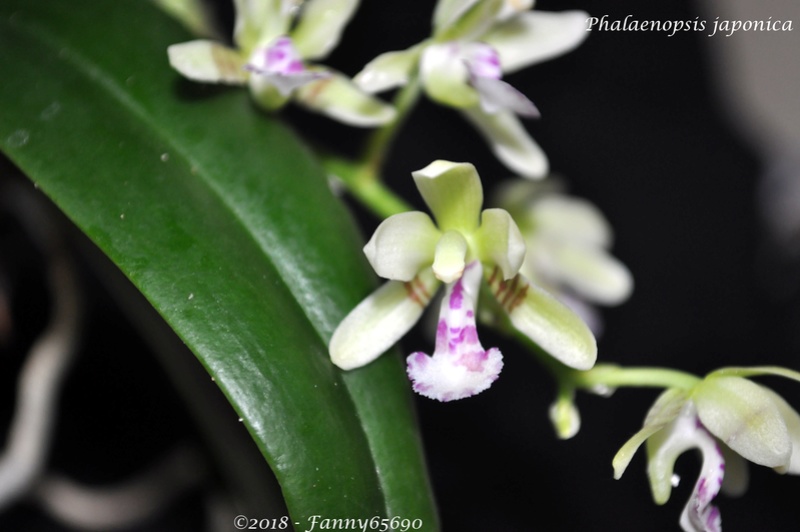 Phalaenopsis japonica Dsc_0067