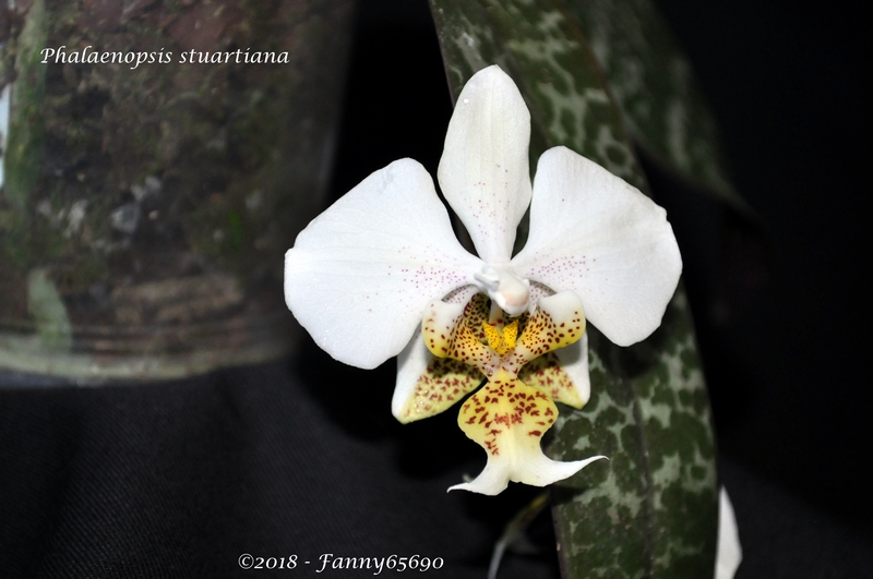 Phalaenopsis stuartiana Dsc_0079