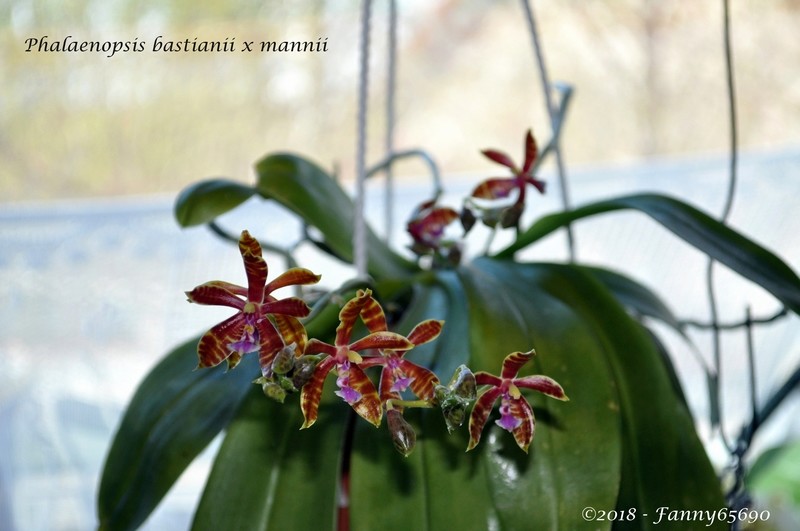 Phalaenopsis bastianii x mannii Dsc_0080