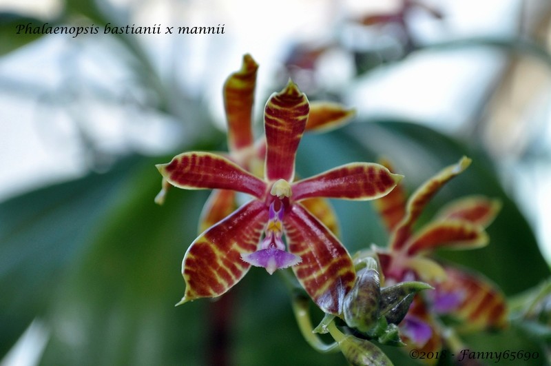 Phalaenopsis bastianii x mannii Dsc_0081