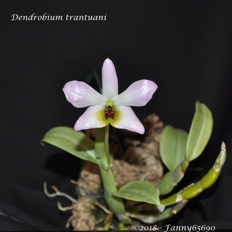 Dendrobium trantuani Dsc_0092