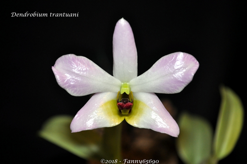 Dendrobium trantuani Dsc_0093