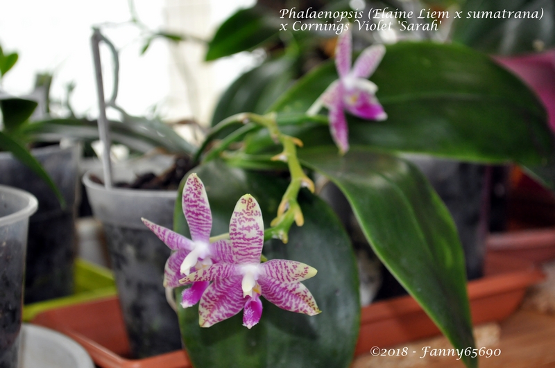 Phalaenopsis (Elaine liem x sumatrana) x Cornings Violet 'Sarah' Dsc_0106