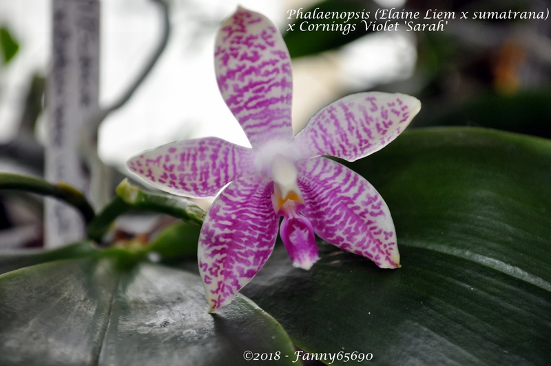 Phalaenopsis (Elaine liem x sumatrana) x Cornings Violet 'Sarah' Dsc_0107