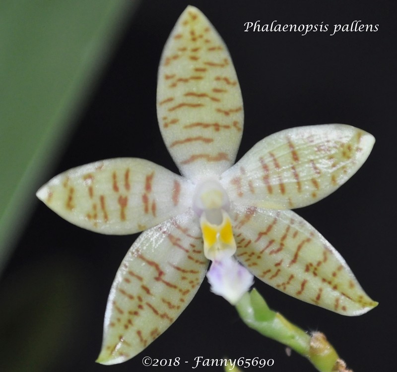 Phalaenopsis pallens Dsc_0125