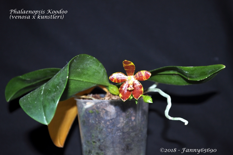 Phalaenopsis Koodoo Dsc_0133