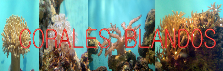 Corales Blandos I Articu10