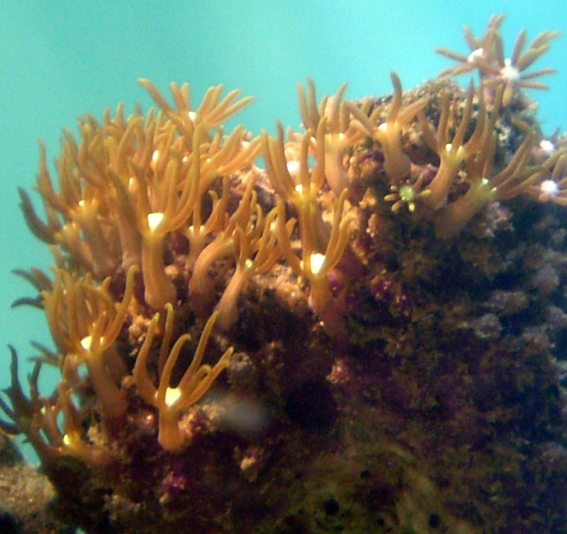 Corales Blandos I P9190010