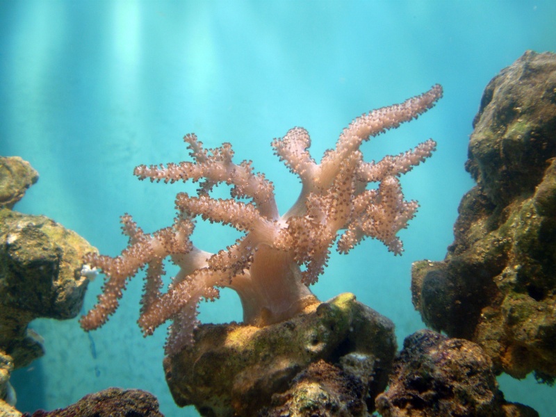 Corales Blandos I P9190011