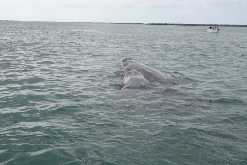 BALEINES GRISES A PUERTO LOPEZ MATEO Dsc00019