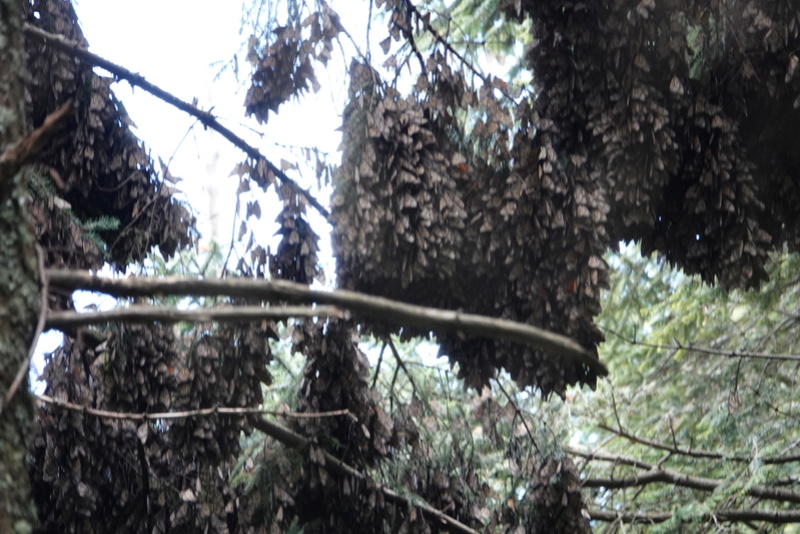 Les papillons Monarc à MARIPOSA MONARCA près de ANGANGUEO Dsc00131