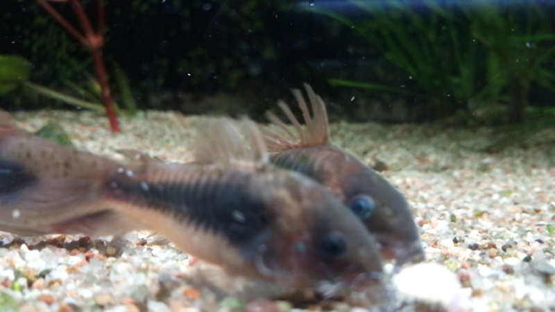 soucis cory P_201810