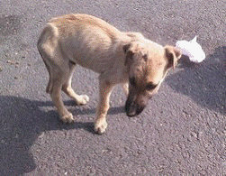 cachorro muy urgente en la calle se necesita acogida Image011