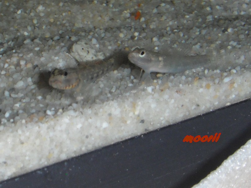 Rhinogobius sp. wui 1312