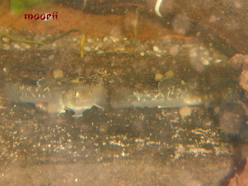 Chlamydogobius eremius 1510