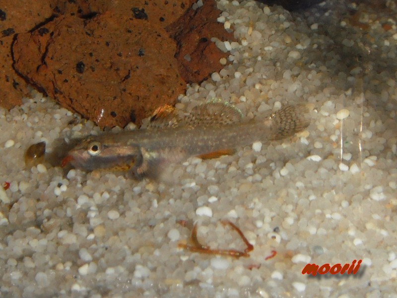 Rhinogobius sp. wui 2212