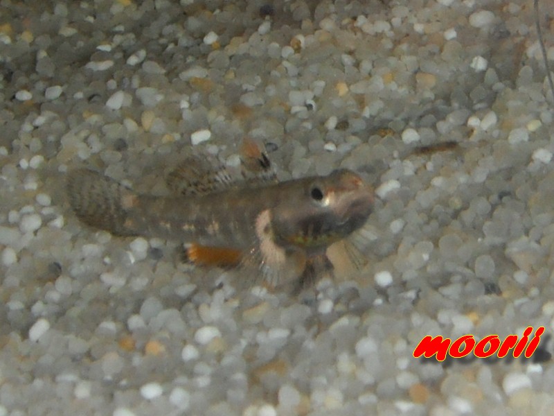 Rhinogobius sp. wui 4111