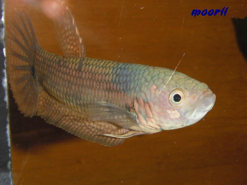 Betta ocellata " Tawau Kampong Imam" (Borneo).  - Page 8 52010