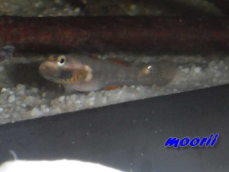 Rhinogobius sp. wui 5212