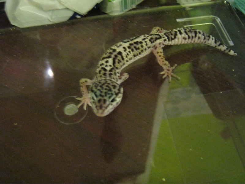 Mes petites créatures <3 Geckos13