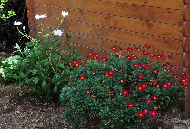 Argyranthemum pinnatifidum  002_6311