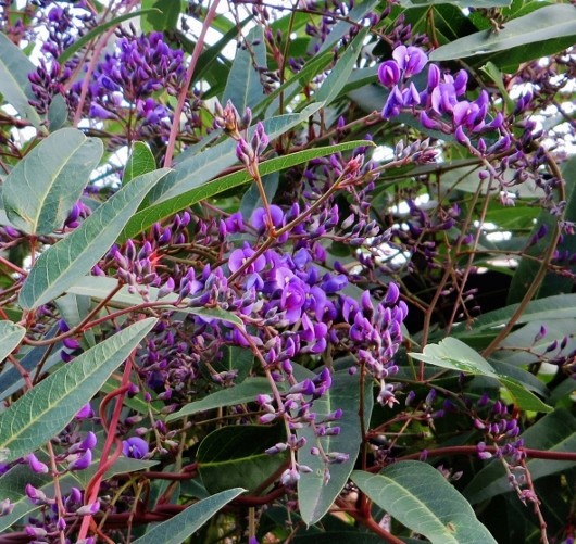 Hardenbergia violacea - Page 2 009_5310