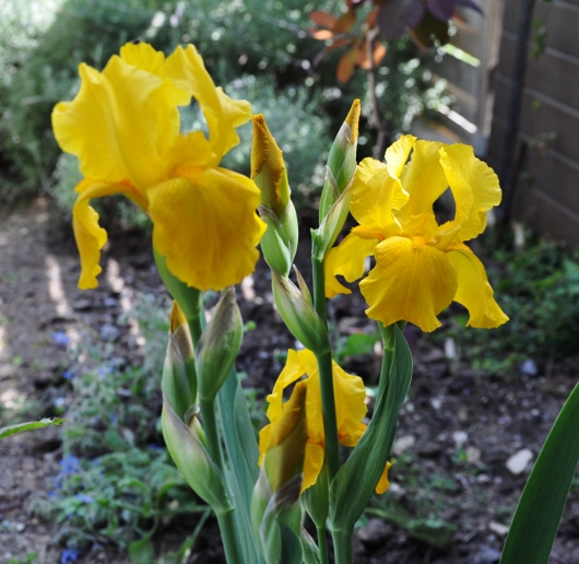 Iris jaune d'or 1 bitone - Claire [identification non terminée] 010_5310