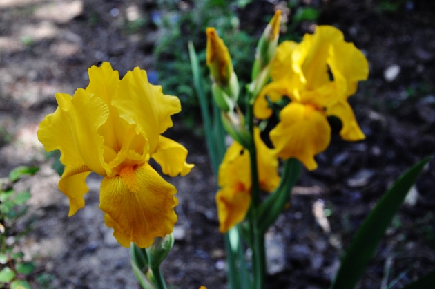 Iris jaune d'or 1 bitone - Claire [identification non terminée] 011_6314