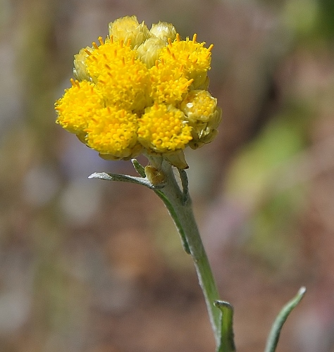 Helichrysum stoechas 019_4710