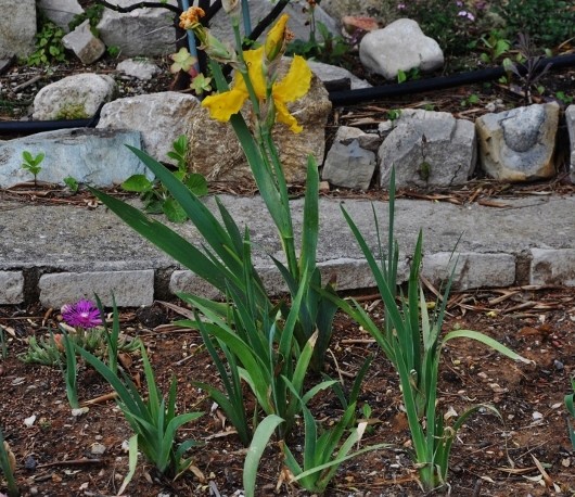 Iris jaune d'or 1 bitone - Claire [identification non terminée] 025_5310
