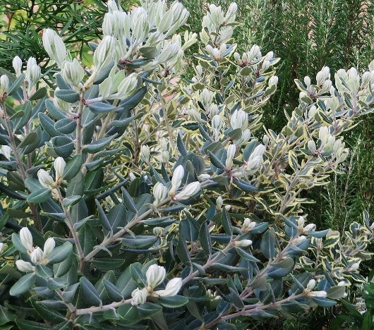Metrosideros variegata, Alyogine hakeifolia, Muehlenbeckia complexa [Devinette] 028_5310