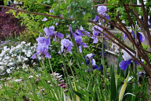 les jardins sont beaux en mai ! 037_6310
