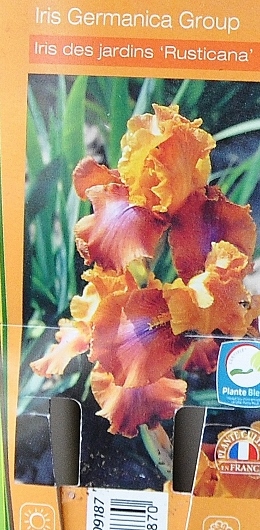 Iris jaune d'or 1 bitone - Claire [identification non terminée] 038_2610