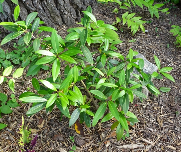 Phillirea vilmoriana angustifolia  [Identification] 040_6010