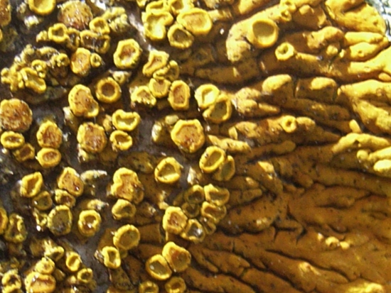 Caloplaca - le genre - caloplacas placodioïdes- lichen  13_avr12