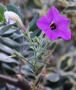 Petunia - les pétunias (hybrides, cultivars...) 2014-012