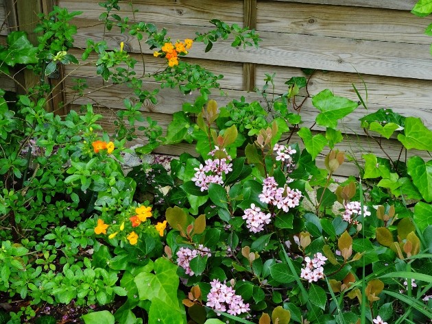 les jardins sont beaux en mai ! Afpca_11