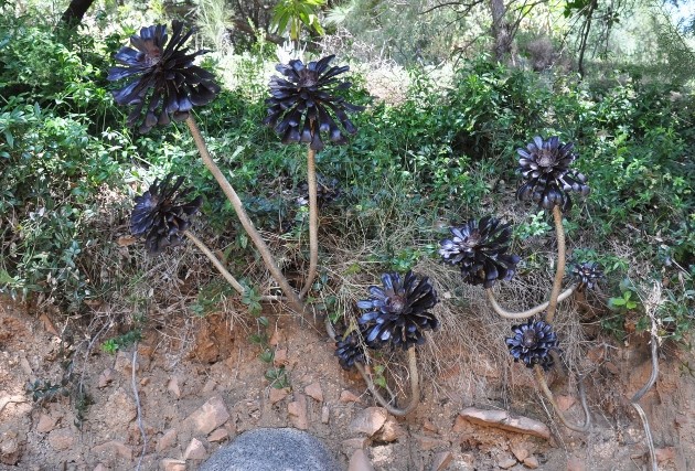 Aeonium arboreum 'Zwartkop' Chez_j10