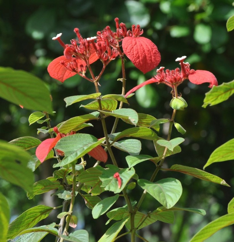 Euphorbia pulcherrima (= Poinsettia pulcherrima) - étoile de noël - Page 2 Costa_12