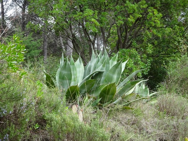 (83) Domaine d'Orvès - La Valette-du-Var Domain15