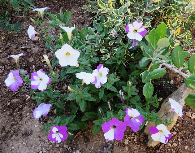 Petunia - les pétunias (hybrides, cultivars...) Img_2112