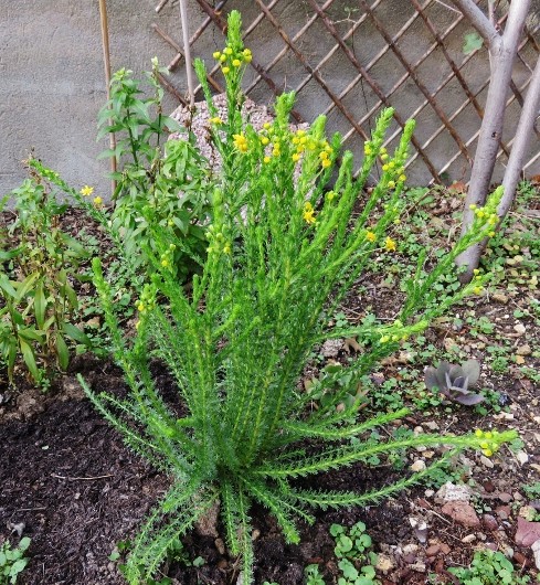 Euryops virgineus - [identification] Img_3911