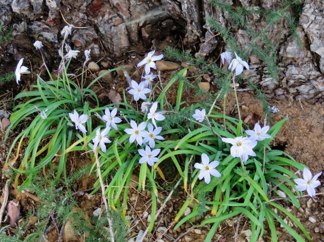 Ipheion uniflorum (= Tristagma uniflorum) Img_4113