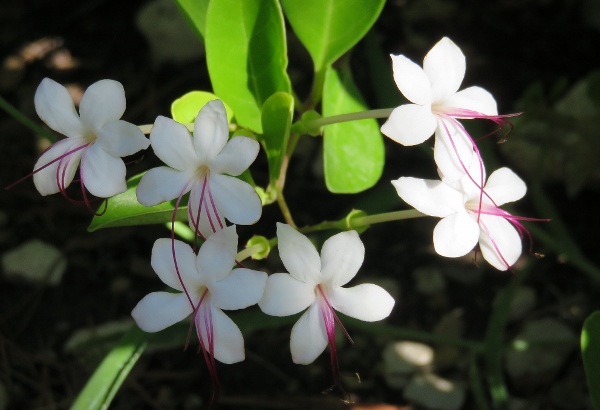 Photinia villosa, Dodonaea viscosa purpurea, Clerodendrum inerme, Vitex trifolia purpurea [Devinette] Img_6810