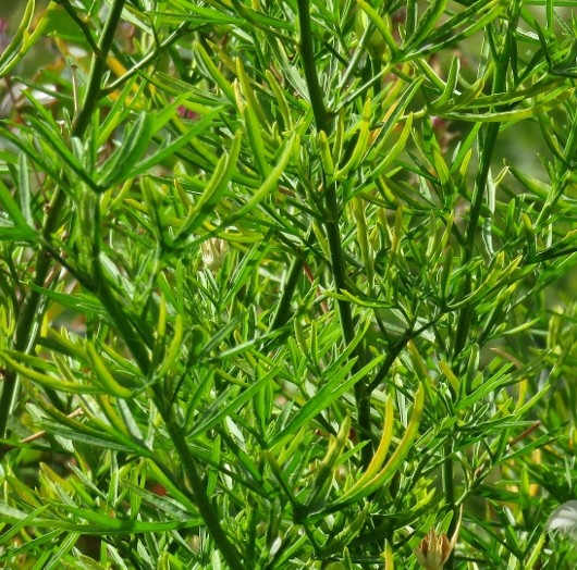 Metrosideros variegata, Alyogine hakeifolia, Muehlenbeckia complexa [Devinette] Img_7110